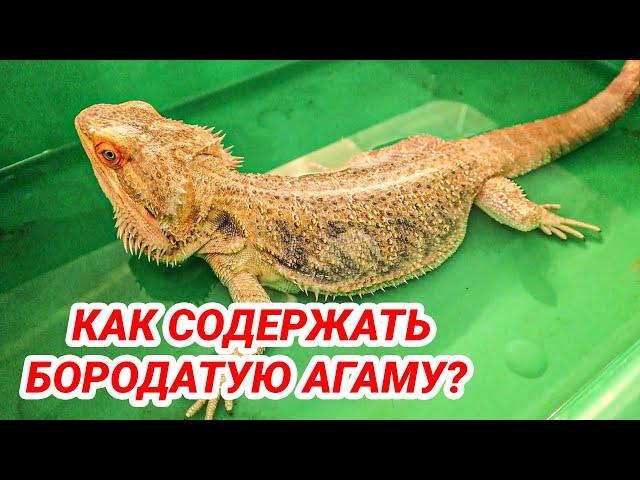 Бородатая агама уход и содержание. Как ухаживать за бородатой агамой