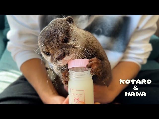 Injured Otter Gets Medicine on His Paws