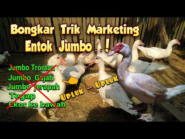 Bongkar Trik Marketing Entok Jumbo..! Jumbo Tronton,Jumbo Gajah,Jumbo ,Jumbo Tegap, X