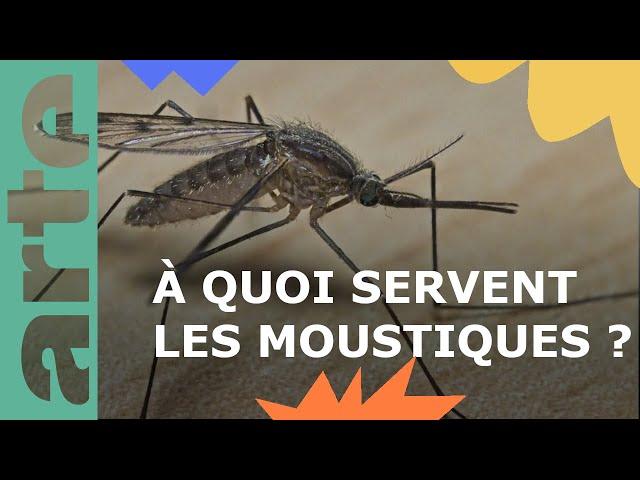 Dossier : les moustiques | ARTE Family