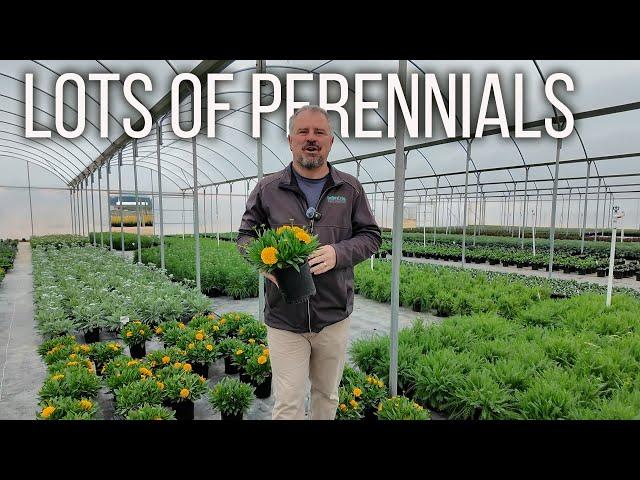 20 Plus Flowering Perennials! - Join us on a Greenhouse Tour!