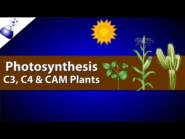 Photosynthesis: Comparing C3, C4 and CAM