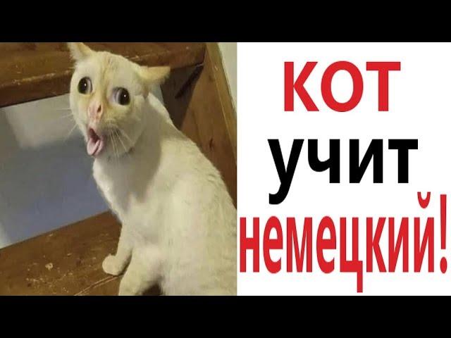 Лютые приколы. КАК КОТ УЧИТ НЕМЕЦКИЙ!!! Самое смешное видео! Засмеялся проиграл! – Domi Show!