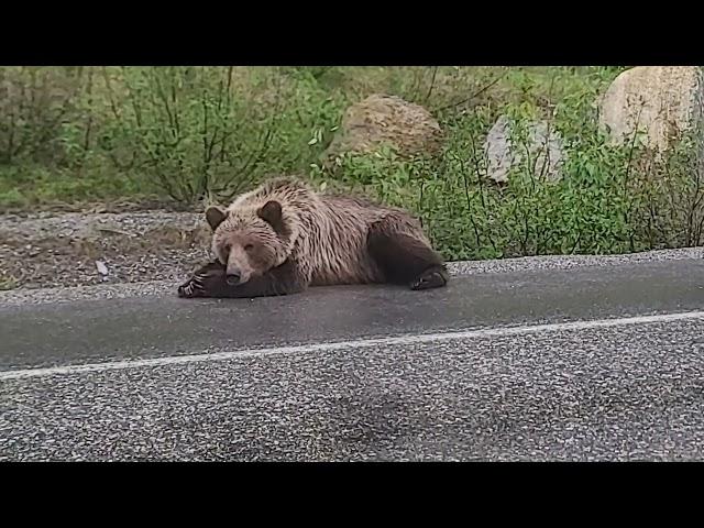 grizzly bear charging me after interrupting his nap