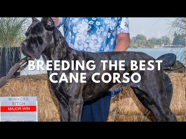 Want a TOP-NOTCH Cane Corso? Here's the REAL Secret