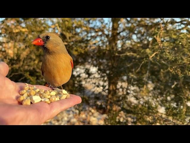 Hand-feeding Birds in Slow Mo - Northern Cardinal