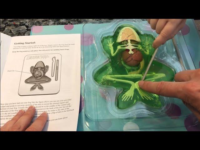 Madeline's frog dissection project