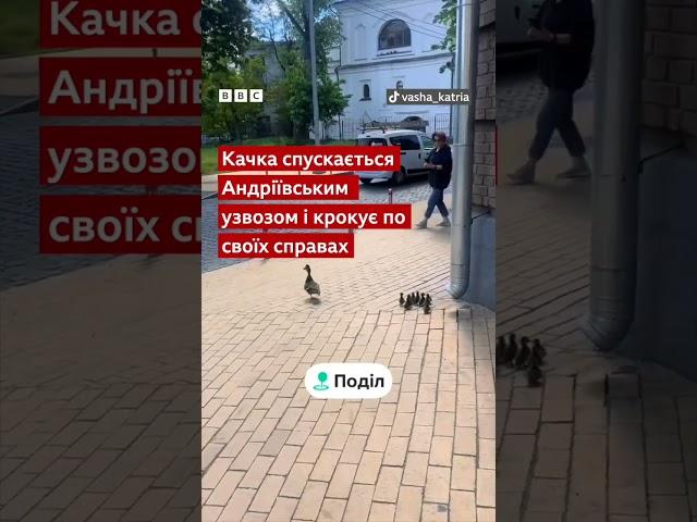 Качка з каченятами гуляють центром Києва #новини #shorts #птахи #тварини