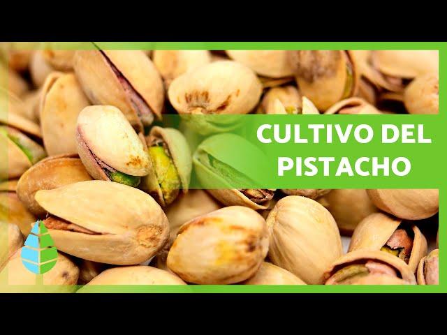 Cómo CULTIVAR PISTACHOS  (Siembra, CULTIVO y Recolección)