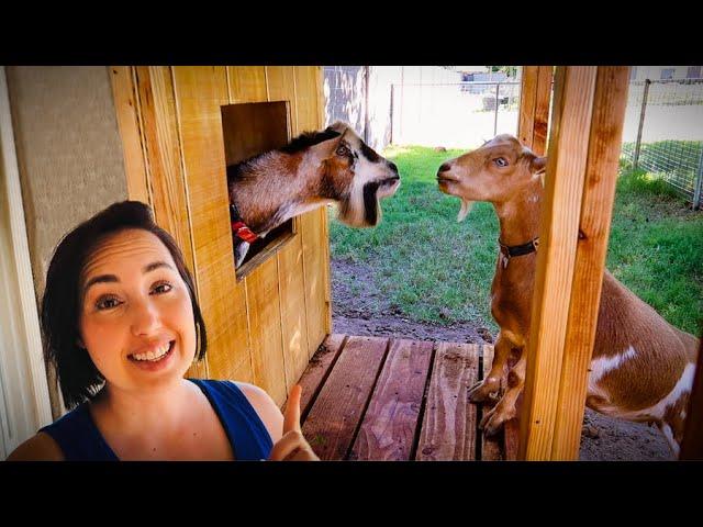 Fern's first date with the BREEDING BUCK! (miniature goat farm)