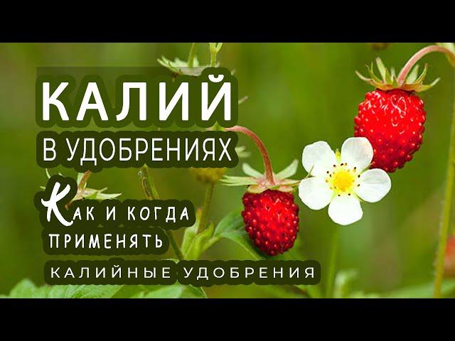 Калийные удобрения. Когда необходимо применять удобрения с повышенным содержанием калия?