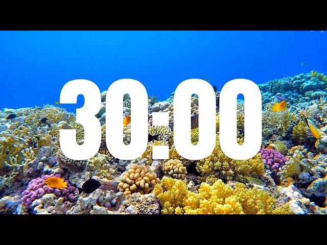 30 Minute Timer with Relaxing Lofi Music Fish Background Ocean Life Relaxing 30 Minute Countdown