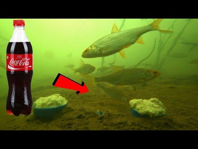 COCA COLA as a BITE ACTIVATOR! Is it working? Underwater photography