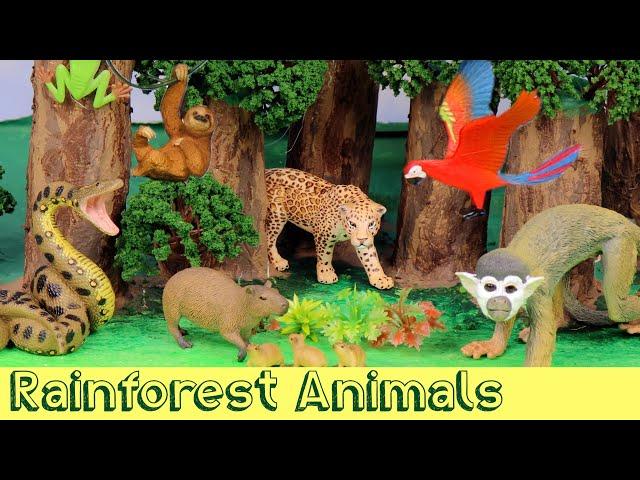 Meet the Amazon Jungle Animals | DIY Diorama