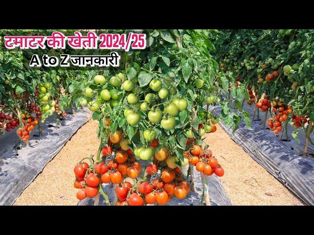 टमाटर की खेती | Tamatar ki kheti kaise kare 2024/25 में | Full VideoTomato farming