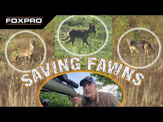 Saving Deer Fawns - Coyote Hunting