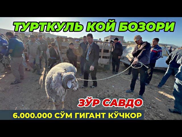 ГИГАНТ КУЧКОР ТУШДИ! ТУРТКУЛЬ КОЙ БОЗОР НАРХЛАРИ 28 апреля 2024 г.