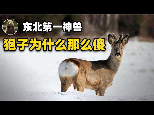 The number one animal in Northeast China, why can the "roe deer" survive to this day?