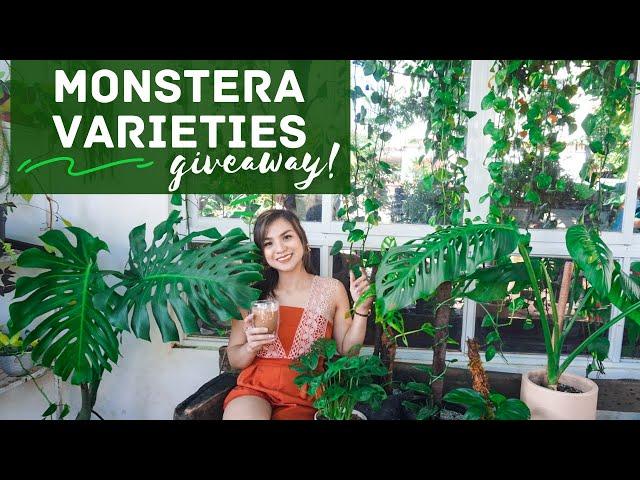 Monstera : Varieties, Care, Propagation, + #GIVEAWAY of Monstera Deliciosa| Glasswood Casa