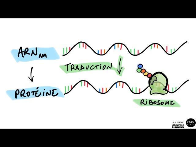 La traduction de l'ARN 