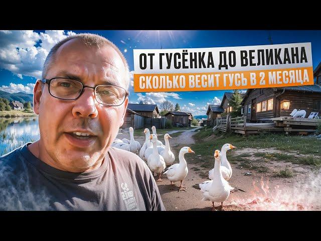 Гуси на ферме: вес в 2 месяца, кормление и уход"Мое Подворье. Geese on the farm weight at 2 months