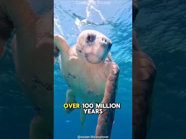 The Sea Turtle: One of the Oldest Creatures on Earth!