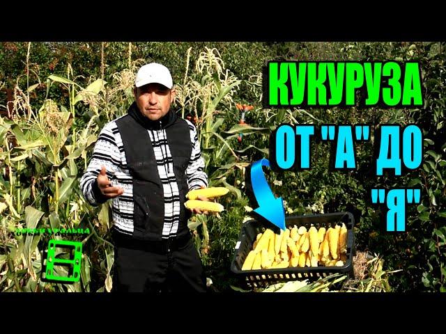 КАК ВЫРАСТИТЬ КУКУРУЗУ В ГРУНТЕ В ЗОНЕ РИСКОВАННОГО ЗЕМЛЕДЕЛИЯ? ЭКОСАД (ОГОРОД) И ТЕПЛИЦА 22-6