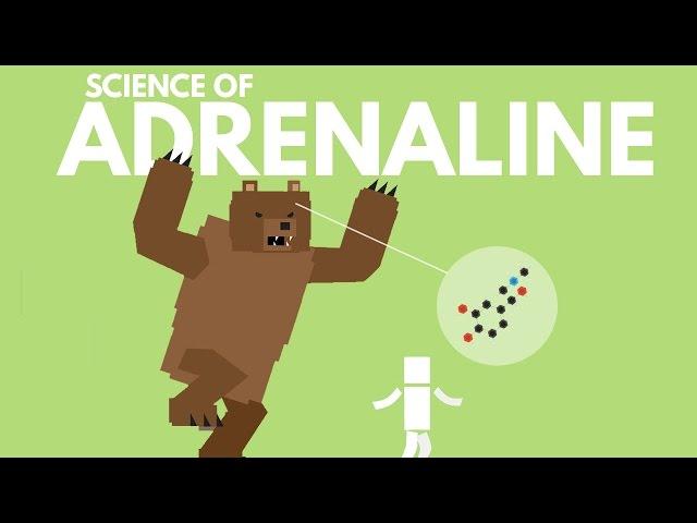 The Science of Adrenaline