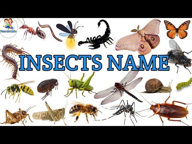 Insects Name in english|Insect Name with pictures and spelling|Insect Name for kids|kids viral video