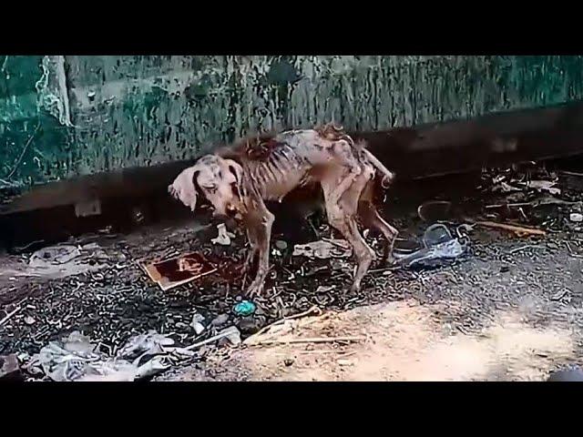 A scrawny stray dog, Found by rescuers, Amazing Transformation