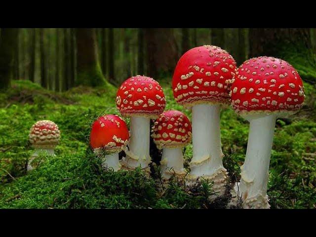 Как растут грибы! Приятное видео