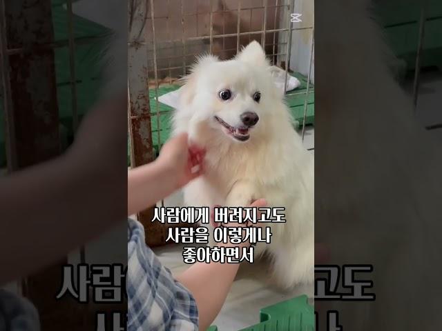 [하남유기견보호소] 6년이란 긴 시간을 어떻게 구원이는 길 위에서 보냈을까 #사지말고입양하세요