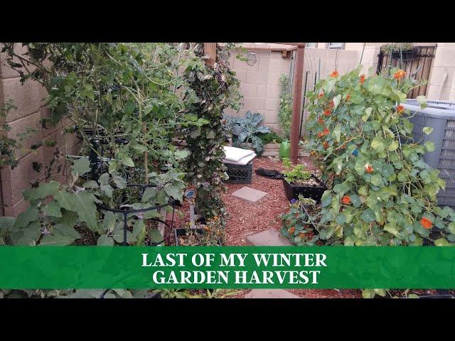 Desert Garden Harvest - The Last Of My Winter 2022 Garden