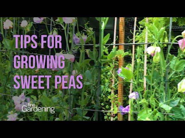 Tips for Growing Sweet Peas