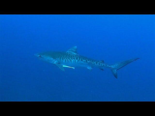 Shark Diving in Mozambique - 4K