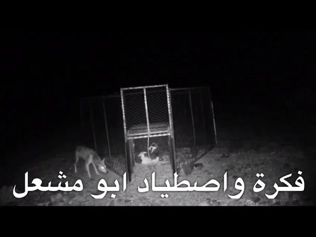 هذا  رجل في وادي ريم اتعبهم ذيب أكل تسع من حلالهم وفي الأخير انتقم من الذيب بطريقة رهيبة