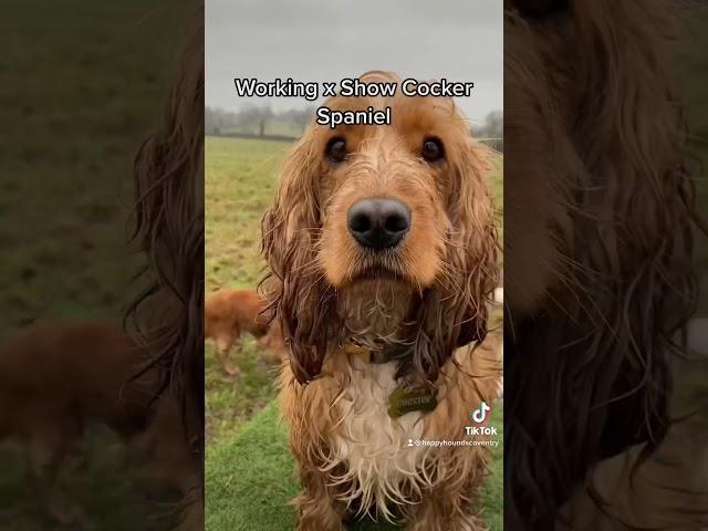 Working Cocker vs Show Cocker Spaniel