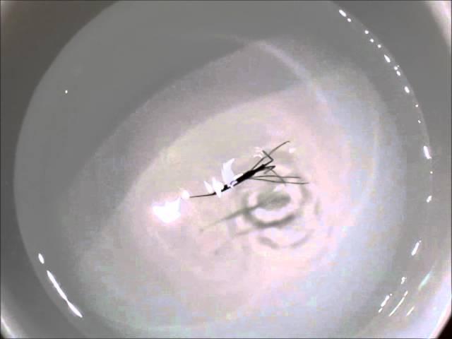 Water scorpion swimming