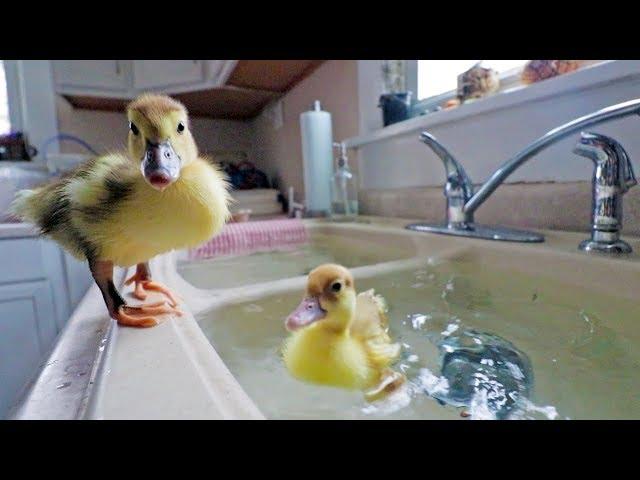 Lost footage... our DUCKLINGS swimming for the first time