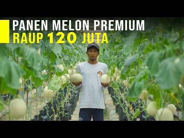 TIdak Perlu Impor Lagi Melon Premium Sangat Mudah Tumbuh Di Indonesia