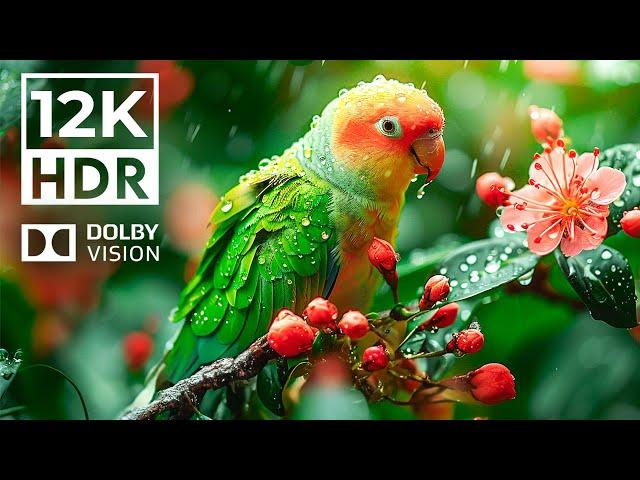 EXTREME COLORS in Dolby Vision 12K HDR | with cinematic sound (Colorful Animal Life)