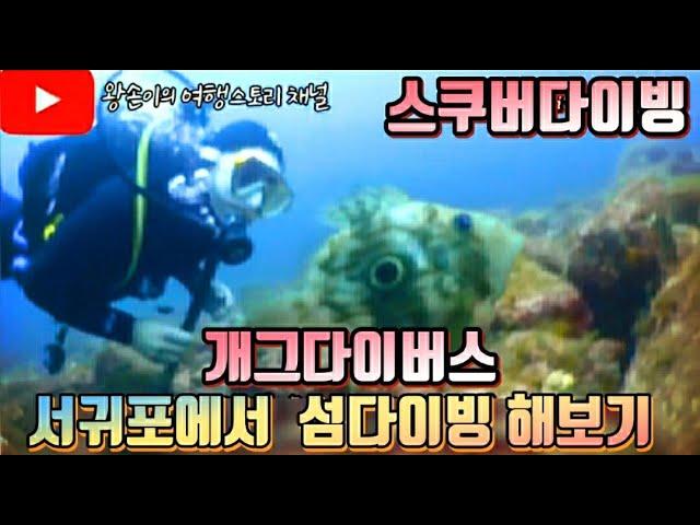 제주 스쿠버다이빙 섬다이빙. 문섬에서 3회 펀다이빙 달렸습니다. 개그다이버스와 굿다이버 명품 다이빙여행!!