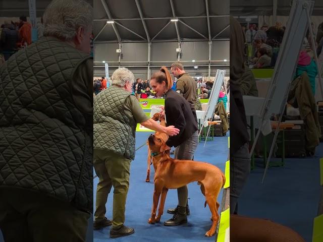 Hundeausstellung CACIB Premstätten 2024 am Schwarzlsee