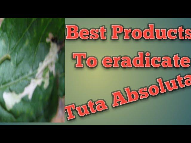 Best of the Best products used to control Tuta Absoluta in Tomatoes. #viral #trending