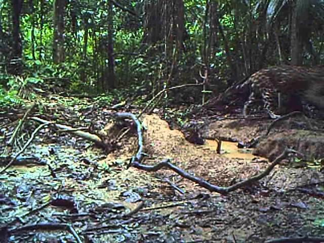 PERU: AN UNSEEN WORLD by Paul Rosolie, USA - Forest Film Winner