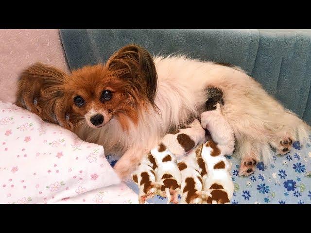 Mother Papillon having many new cute puppies- Dog Giving Birth Videos