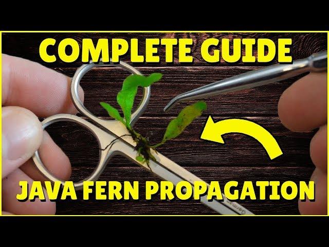 Java Fern Propagation For FAST GROWTH! | (Complete Guide!)