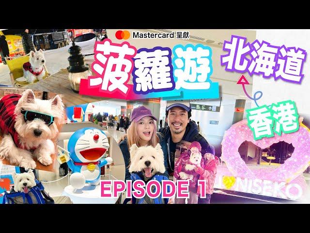 ️ 《菠蘿遊》 ～北海道篇️️ep. 1         #日本 #niseko  #bolo #寵物旅遊 #pettravel #Graceip #erickwok