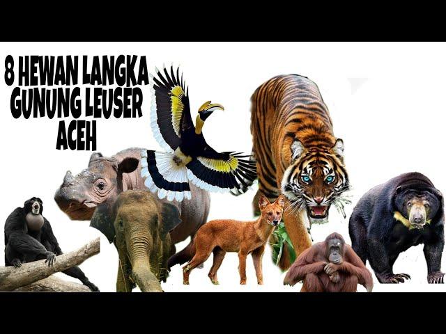 Sangat Langka ! 8 HEWAN LANGKA GUNUNG LEUSER ACEH