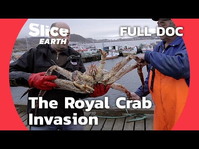 Invasive Royal Crab: How This Species is Taking Over Northern Seas | SLICE EARTH | FULL DOCUMENTARY